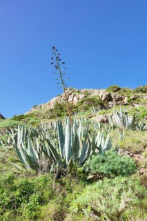 Cacti landscape with agave