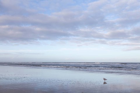 Seagull