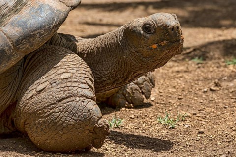 Aldabra giant tortoise (Aldabrachelys gigantea)