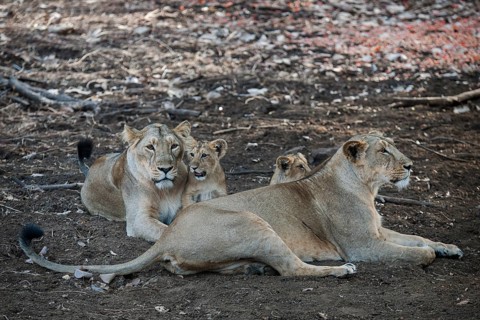 Asiatic lion (Panthera leo persica)
