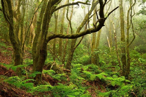 Moss covered trees in laurel forest