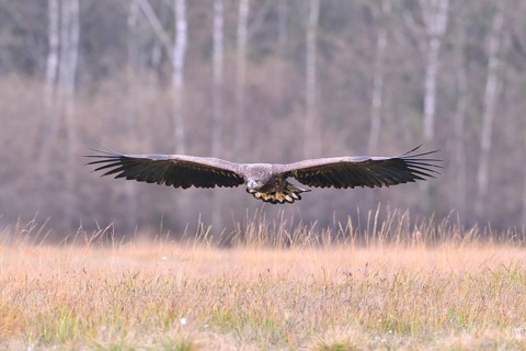 White-tailed Eagle (Haliaeetus albicilla) in flight in an autumn landscape
