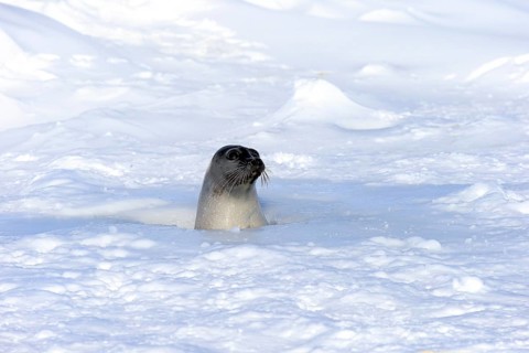 Harp Seal or Saddleback Seal (Pagophilus groenlandicus