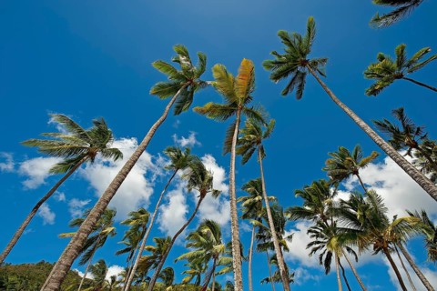 Palm trees