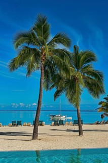 Palm trees on the beach