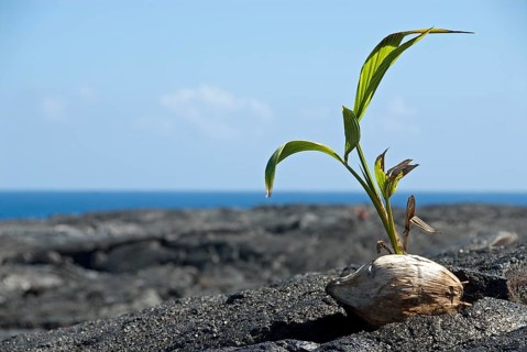 Small palm tree growing out of a coconut