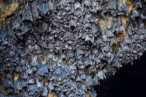 Hundreds of bats in a cave above the altar