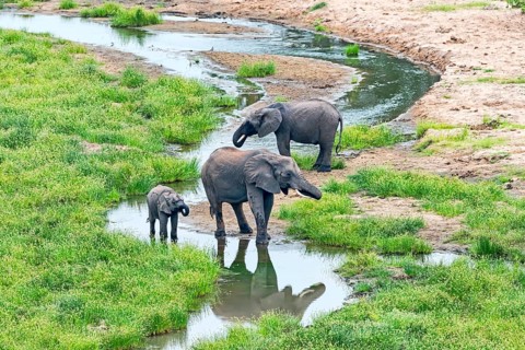 African Elephants (Loxodonta africana)