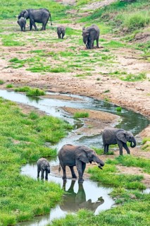 African Elephants (Loxodonta africana)