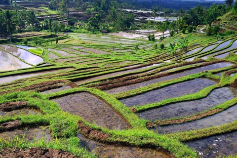 The famous rice terraces of Jatiluwih