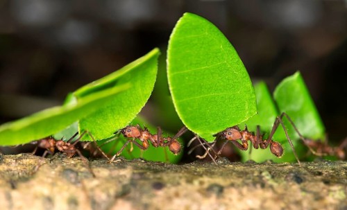 Workers of Leafcutter Ants (Atta cephalotes) carrying leaf pieces into their nest