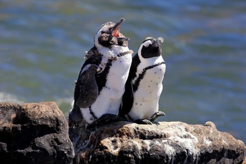 African Penguins or Jackass Penguins (Spheniscus demersus)