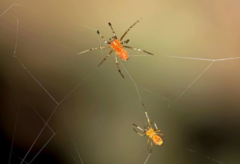 Tangle Web Spiders (Anelosimus sp.) social spiders sharing a web