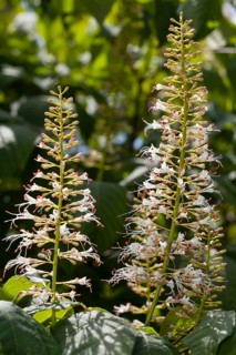 Inflorescence