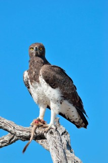 Martial Eagle (Polemaetus bellicosus)