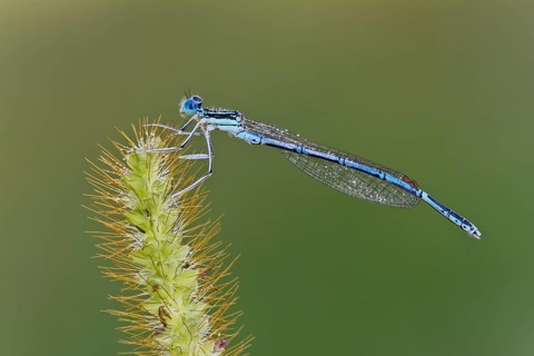 White-legged damselfly (Platycnemis pennipes)