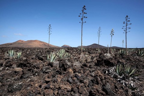 Agaves (Agave) in the lava field near Mancha Blanca