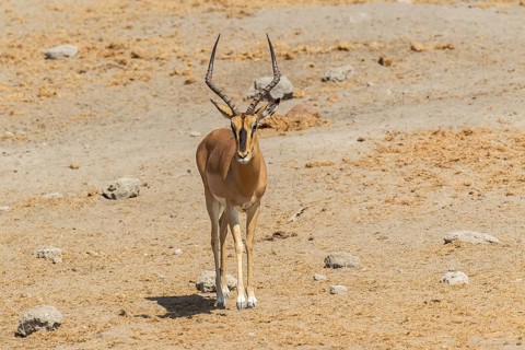 Black-faced Impala (Aepyceros melampus petersi)