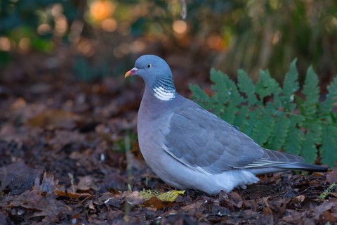 Wood Pigeon (Columba palumbus)