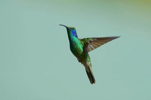 Green Violetear (Colibri thalassinus)