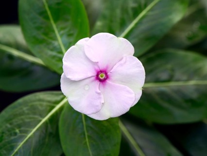 Madagascar Periwinkle (Catharanthus roseus)