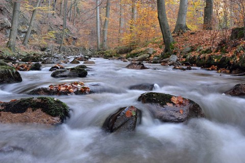 Rocks covered with foliage in the Ilse river
