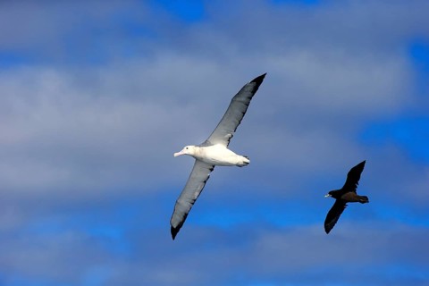 Wandering Albatross (Diomedea exulans)