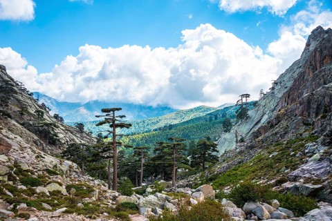 Pine forest in the mountains