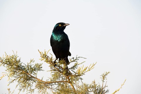 Greater Blue-eared Starling (Lamprotornis chalybaeus) perching on Tamarisk