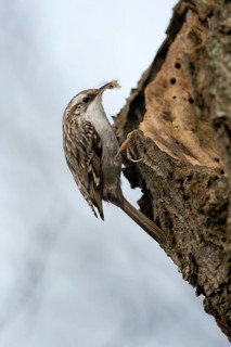 Short-toed Treecreeper (Certhia brachydactyla)