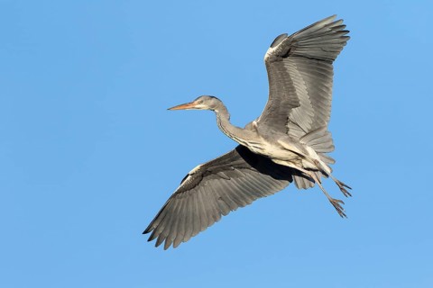 Grey Heron (Ardea cinerea) in flight
