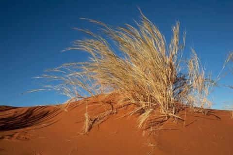 Tufts of grass on the Elim Dune