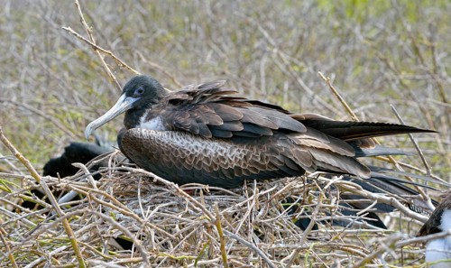 Great frigatebird (Fregata minor)