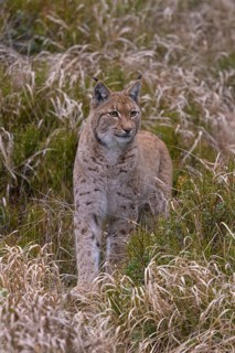Eurasian lynx (Lynx lynx)