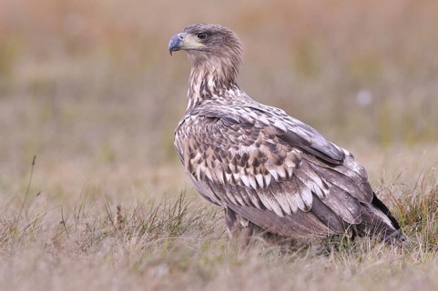 White-tailed Eagle (Haliaeetus albicilla) on an autumn meadow