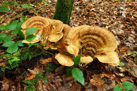 Giant Polypore (Meripilus giganteus)