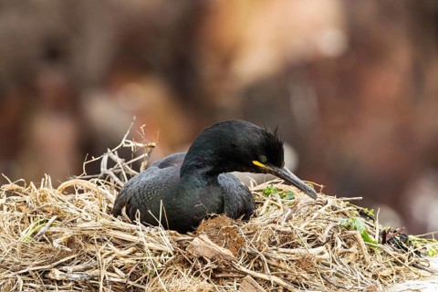 European Shag (Phalacrocorax aristotelis)