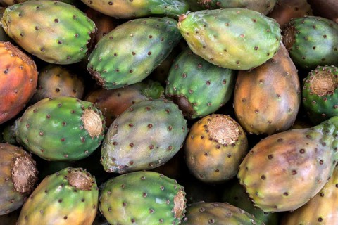 Prickly pears (Opuntia ficus-indica)