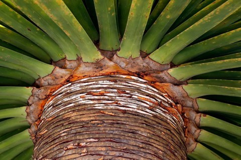 Canary Islands dragon tree (Dracaena draco)