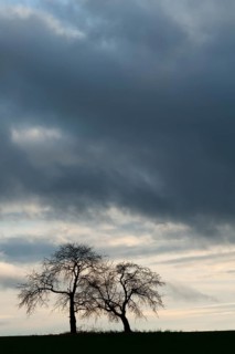 Bare fruit trees at dusk
