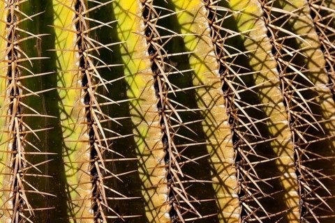 Golden Barrel Cactus (Echinocactus grusonii)