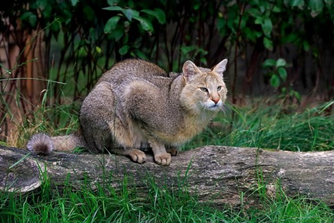 Jungle Cat (Felis chaus)