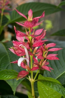 Red Justicia (Megaskepasma erythrochlamys)