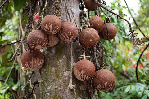 Fruits of the Cannonball Tree (Couroupita guianensi)
