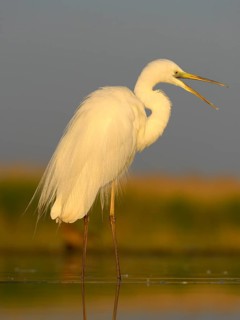 Great Egret (Ardea alba)