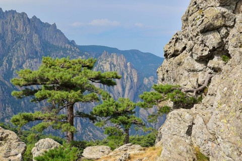 Corsican Pine (Pinus nigra subsp. laricio) at the Col de Bavella