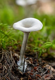 Frosty Funnel (Clitocybe phyllophila)