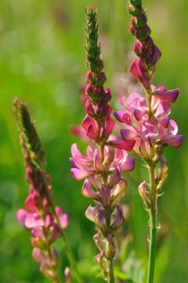 Sainfoin (Onobrychis)