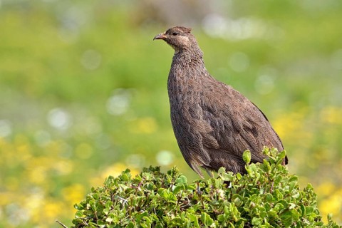 Cape Francolin (Pternistis capensis)