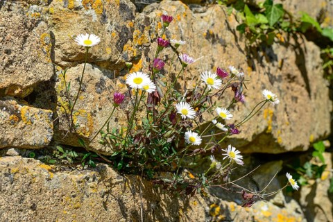 Mexican fleabane or Spanish daisy (Erigeron karvinskianus) growing in a dry stone wall
